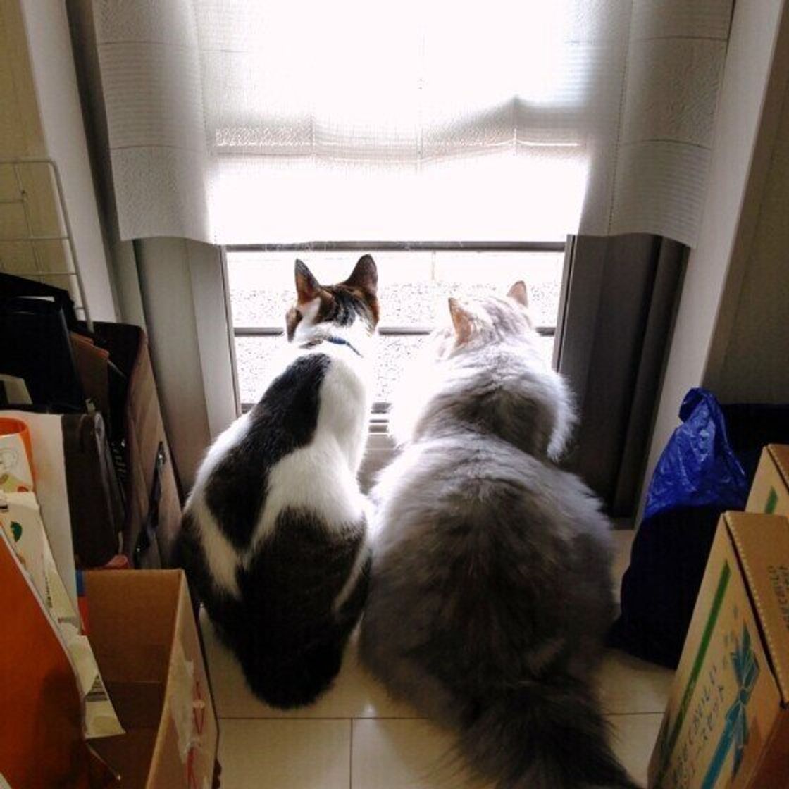 猫がドアの前で待っているのは何のため 出待ち猫たちの本音解説 ねこのきもちweb Magazine 猫がドアの前で待っているのは何のため 出待ち猫たちの本音解説 ねこのきもちweb Magazine