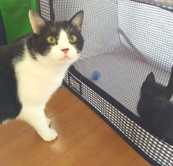 元保護猫・虎徹くんとはなびくん