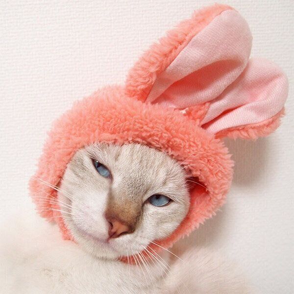 うさ耳をつけたぼのちゃん