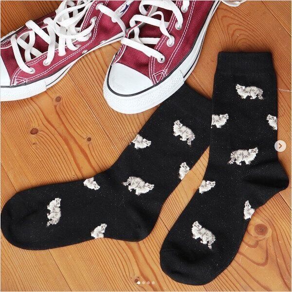 Animal series　マヌルネコの靴下