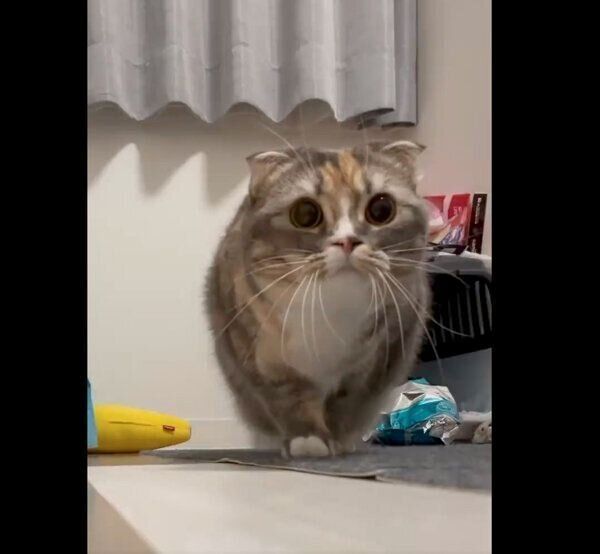 真剣な表情でネズミのラジコンを狙う猫 うずうずしている様子