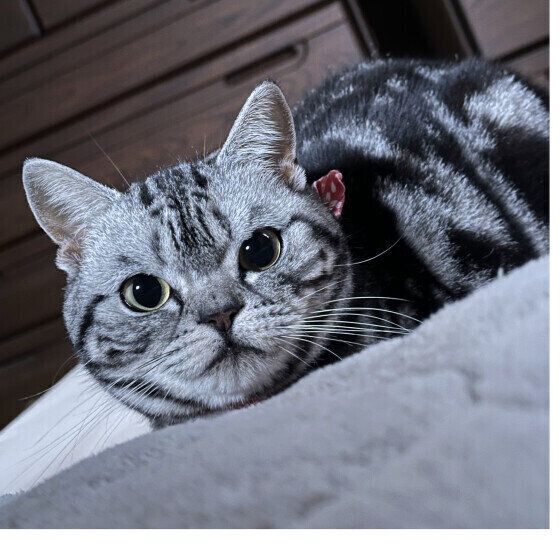 見つめるアメリカンショートヘア