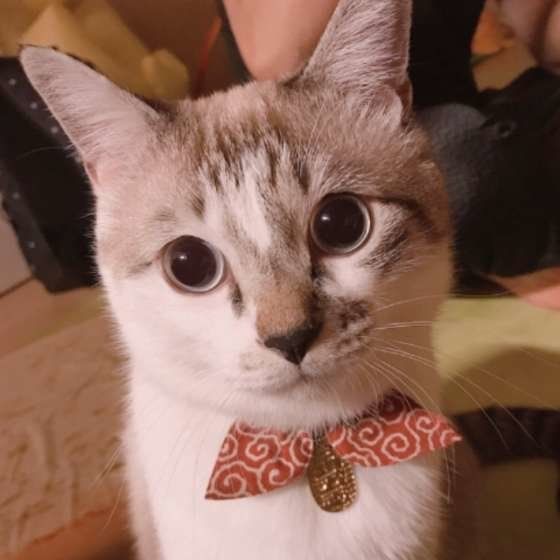 MIXキジトラのふくまるくん