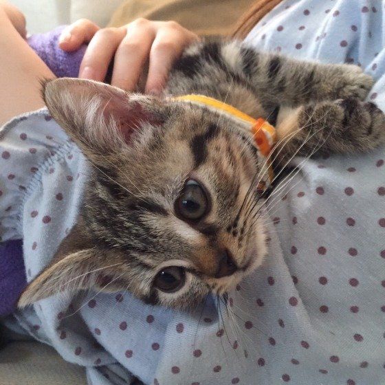 抱っこされるアメリカンショートヘア