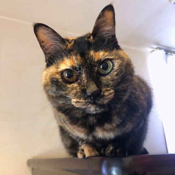 Mix（サビ）のポンちゃん♪