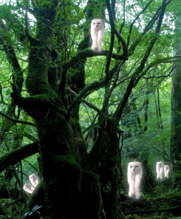 森の妖精のようになるむくちゃん