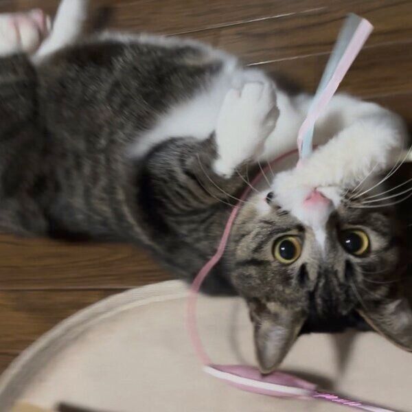 猫じゃらしで遊ぶうみくん