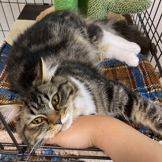 サイベリアンのあごのせ