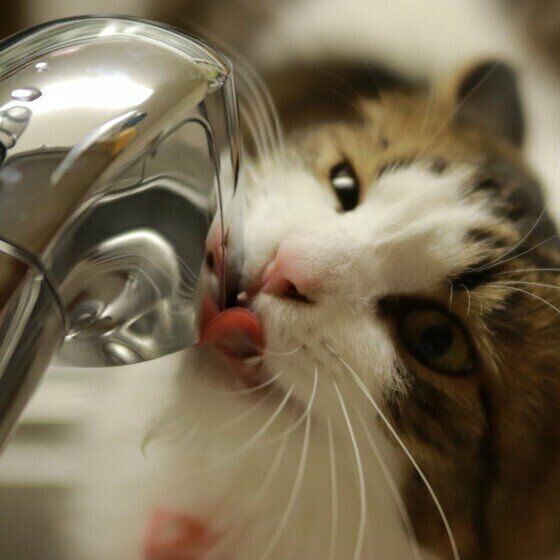 水を飲む猫