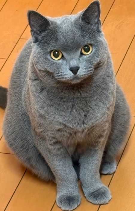 4才のブリティッシュショートヘア