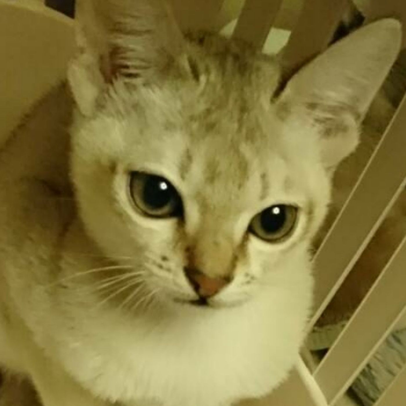 シンガプーラは飼い主さんぞっこんloveで ほかの猫は苦手 ねこのきもちweb Magazine シンガプーラは飼い主さんぞっこんloveで ほかの猫は苦手 ねこのきもちweb Magazine