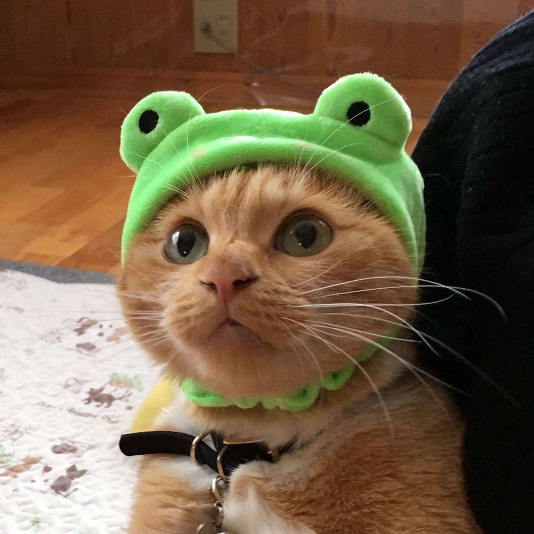 カエルになったミトンちゃん！