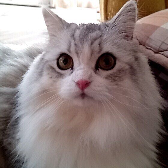 サイベリアンのルナちゃん