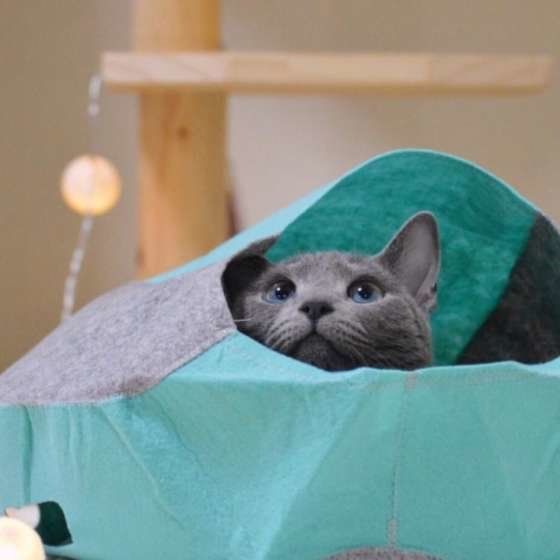 ハウスからお顔を覗かせるロシアンブルーのルナくん