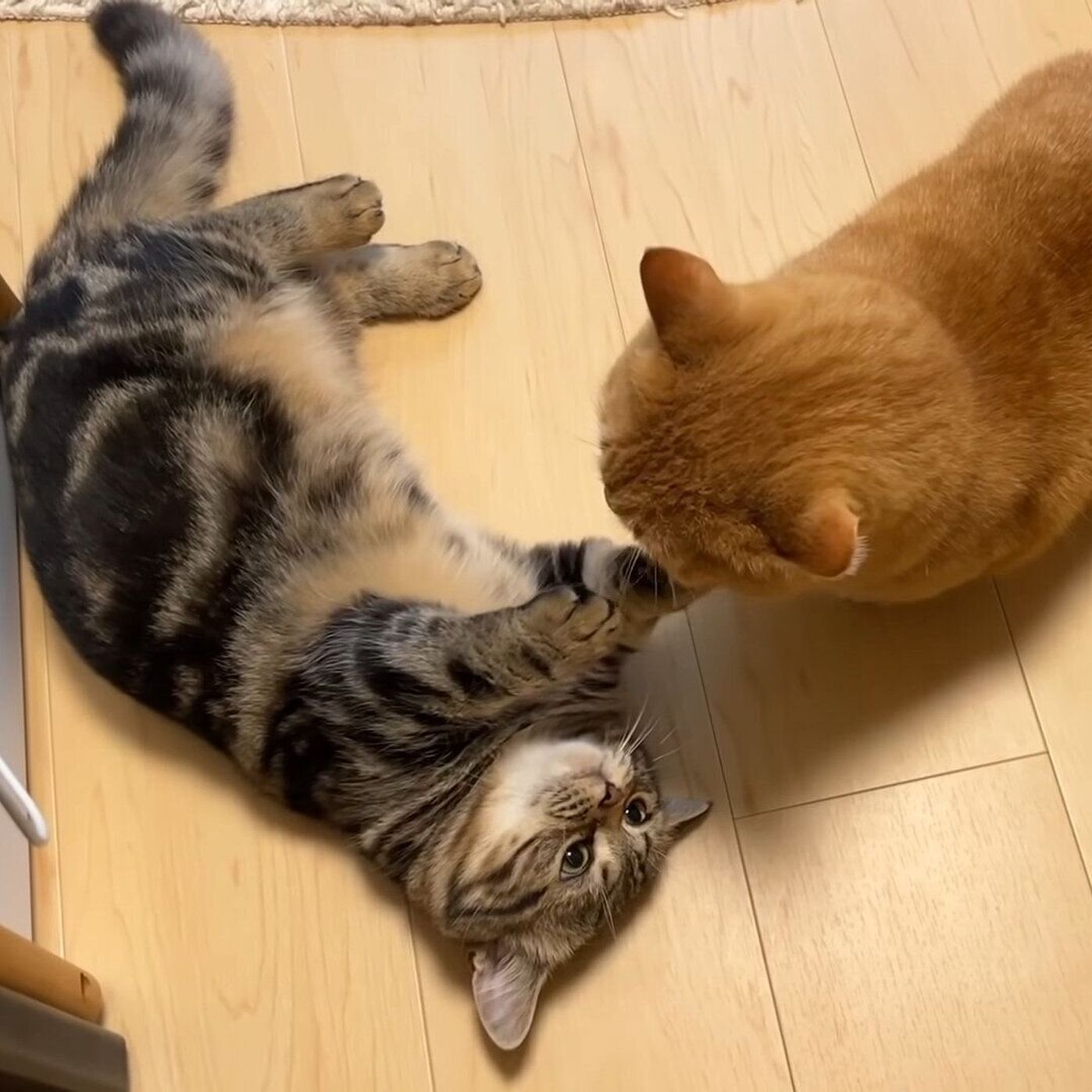 マンチカン兄弟による 短足猫 同志の取っ組み合いに思わず吹き出す ねこのきもちweb Magazine マンチカン兄弟による 短足猫 同志の取っ組み合いに思わず吹き出す ねこのきもちweb Magazine