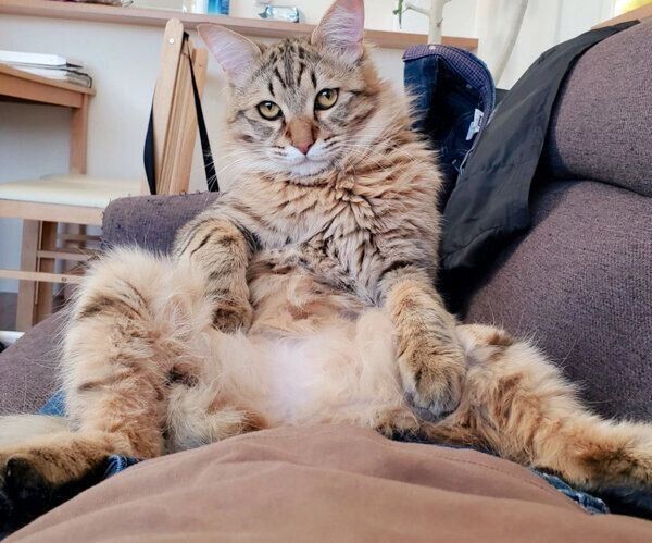 くつろぐみきちくん