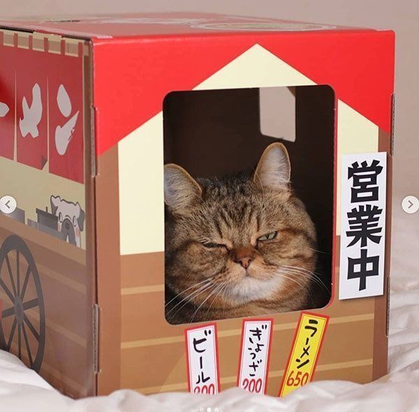 箱に入る寅次郎くん