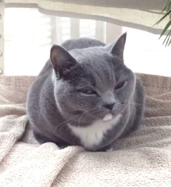 睡魔と闘うマンチカン