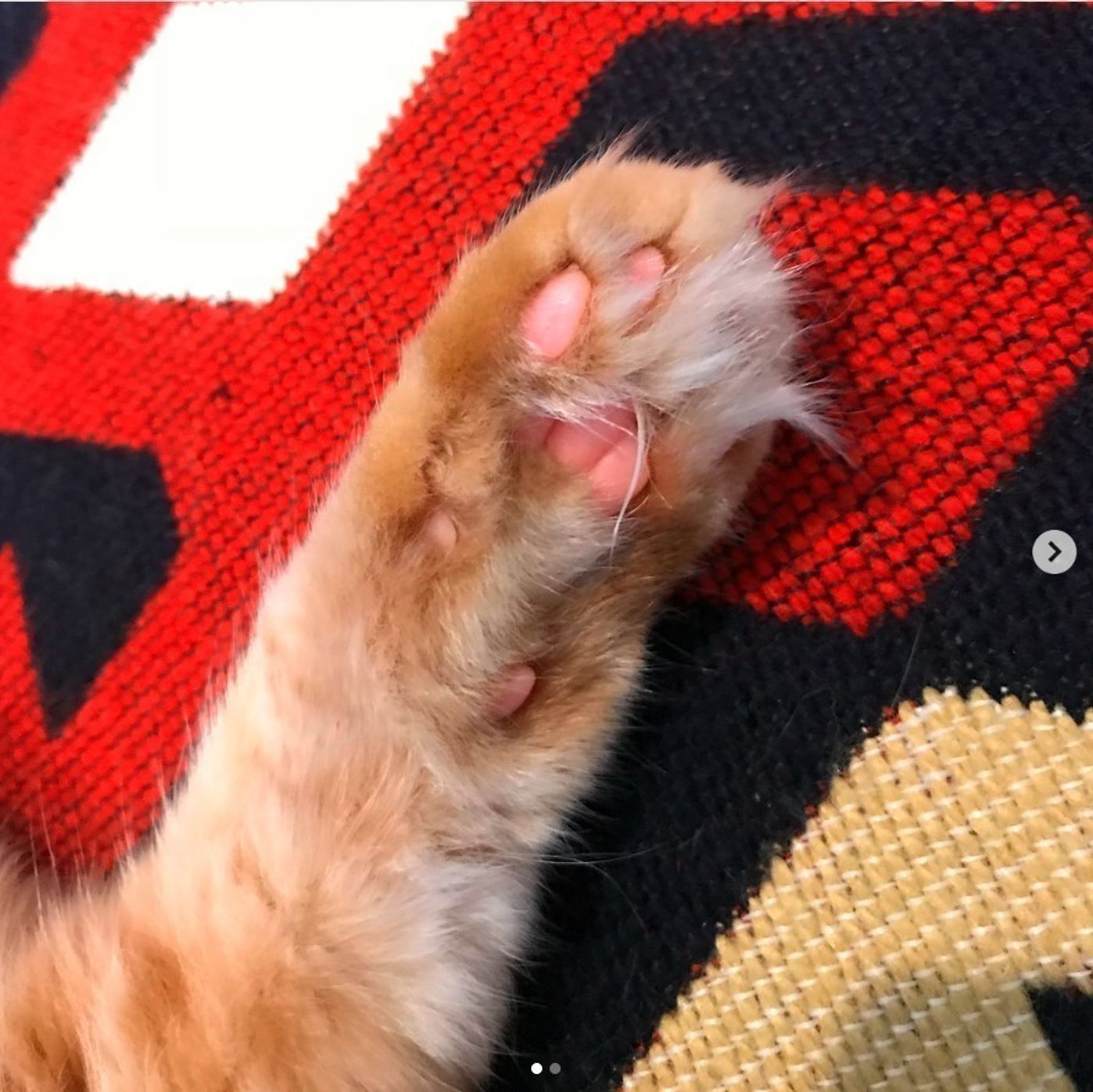 もふもふがたまらニャい 思わず顔を埋めたくなる猫画像集めました ねこのきもちweb Magazine もふもふがたまらニャい 思わず顔を埋めたくなる猫画像集めました ねこのきもちweb Magazine