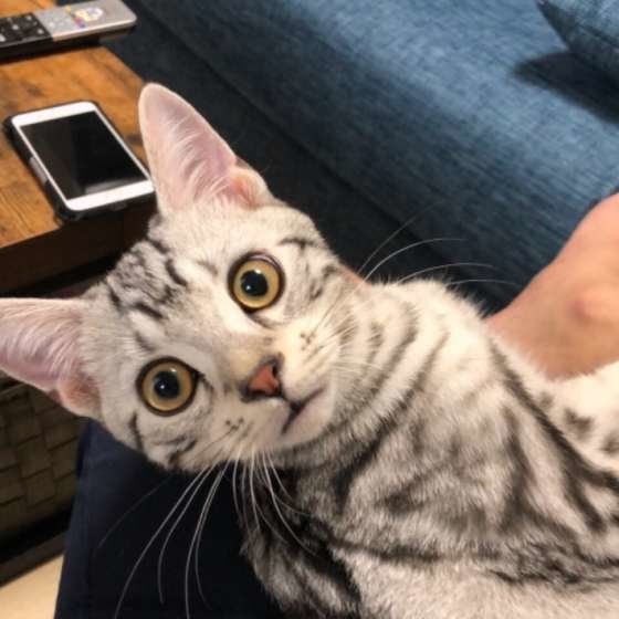 見つめるアメリカンショートヘア