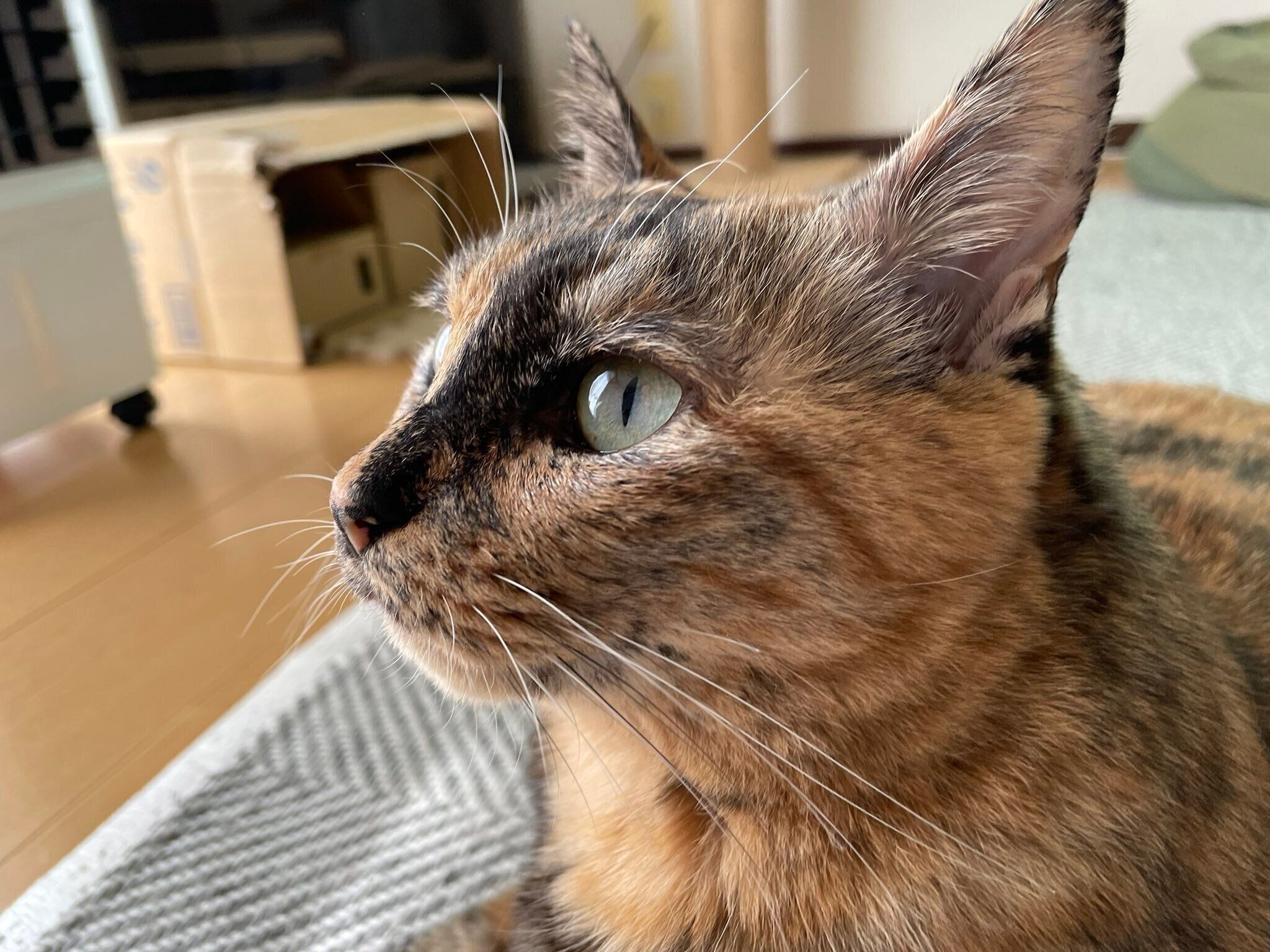 まったりするサビちゃん。