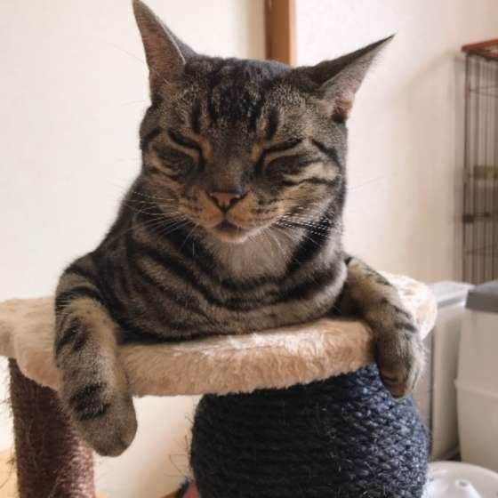 アメリカンショートヘアのしまじろうちゃん