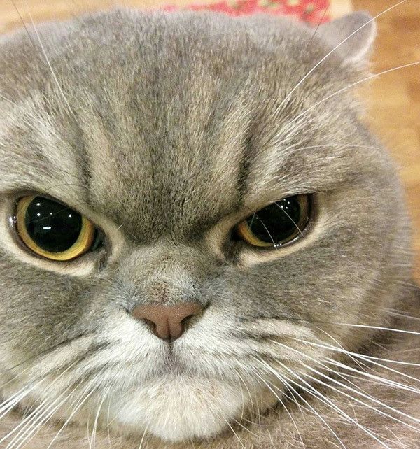 インスタの「#猫目ヂカラ王選手権」で見つけたニャンコの視線に釘付け