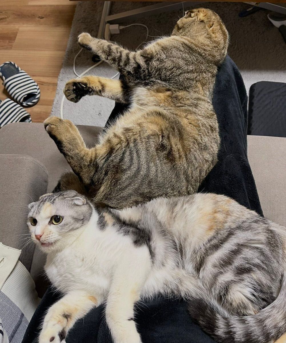 飼い主さんのひざにのるポテくんとサラちゃん