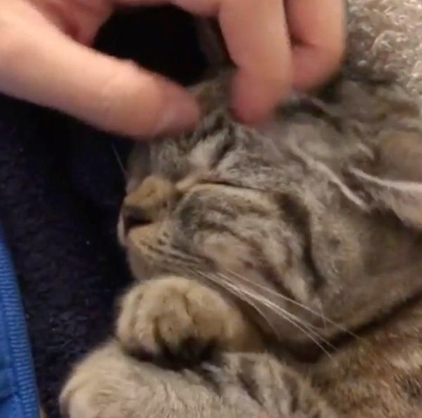 ナデナデされる猫