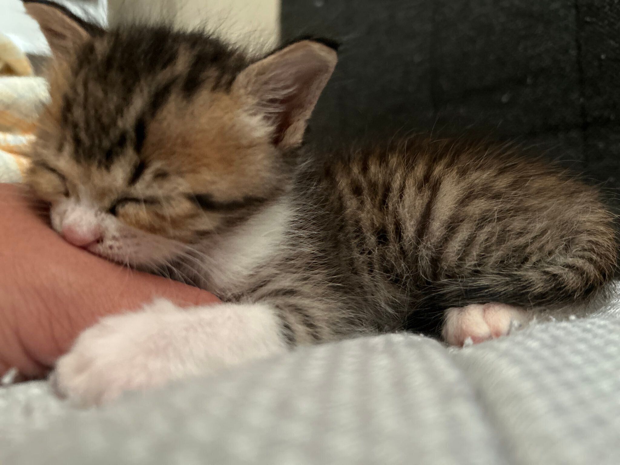 保護当日のラオくん