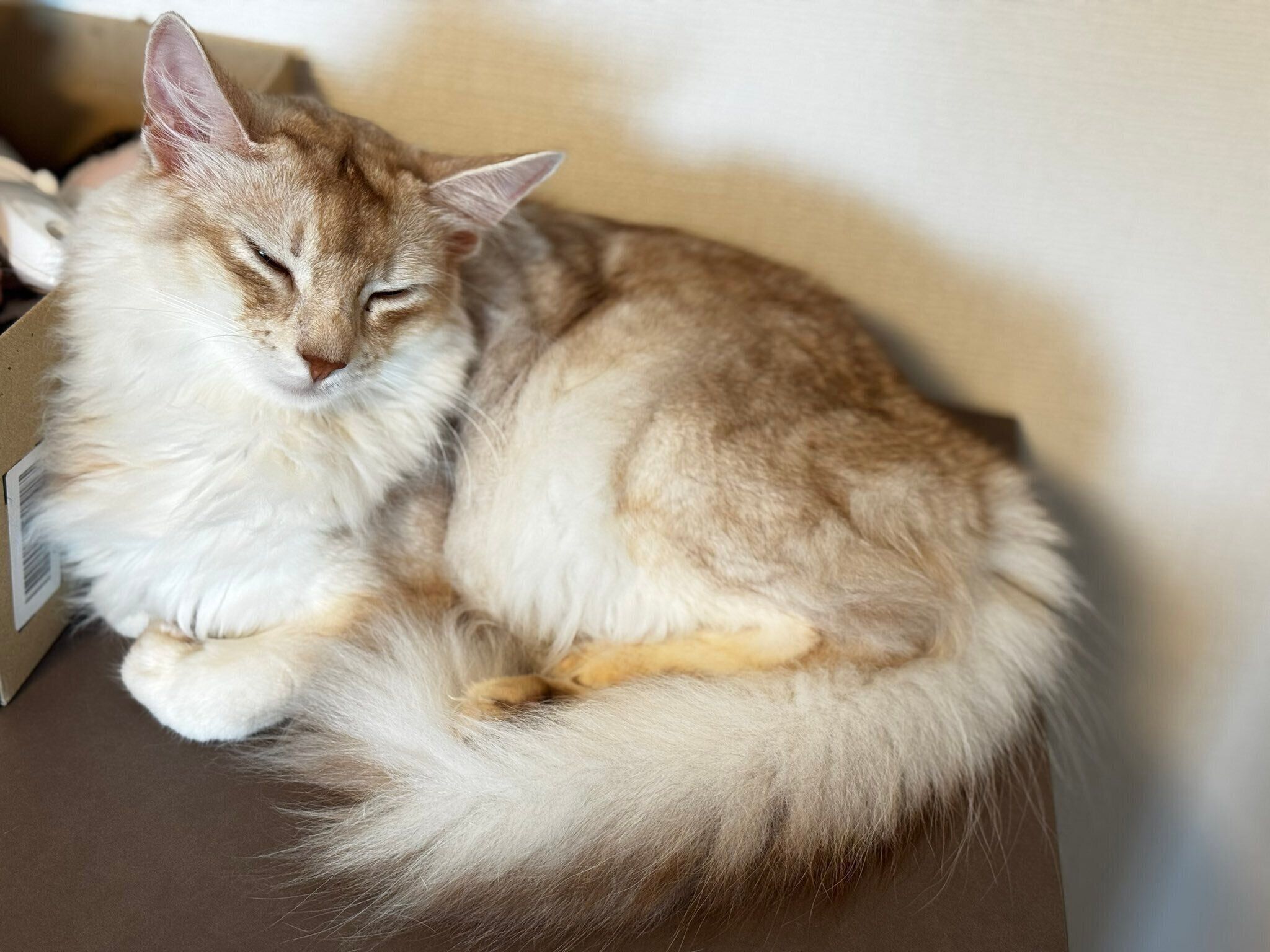 眠っているソマリ