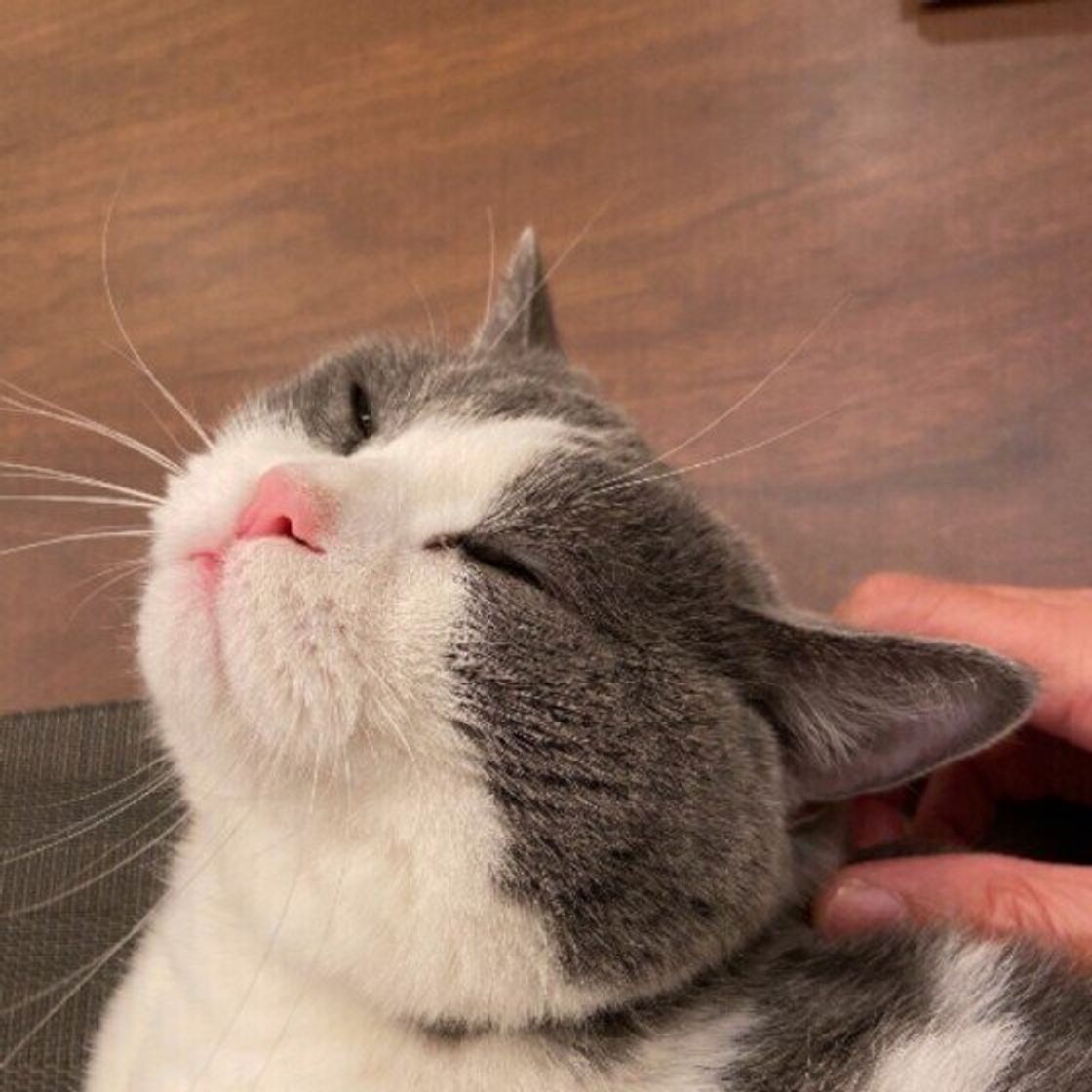音の高さによって違う 人が近寄ると猫が喉を鳴らす理由 ねこのきもちweb Magazine 音の高さによって違う 人が近寄ると猫が喉を鳴らす理由 ねこのきもちweb Magazine