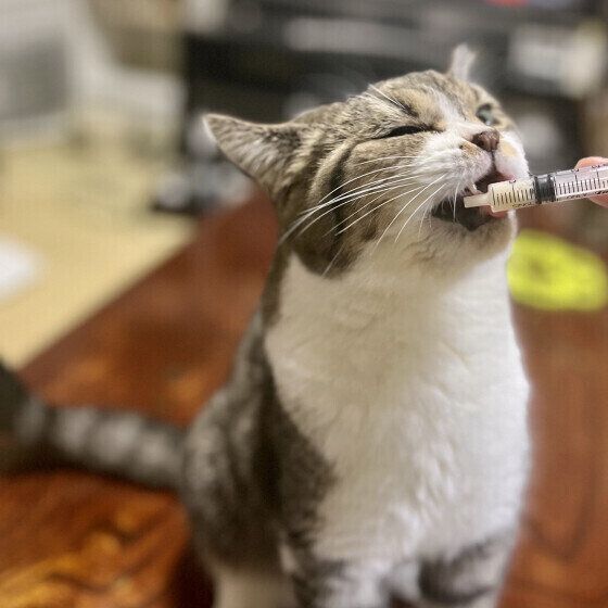 サプリをとるくりくん