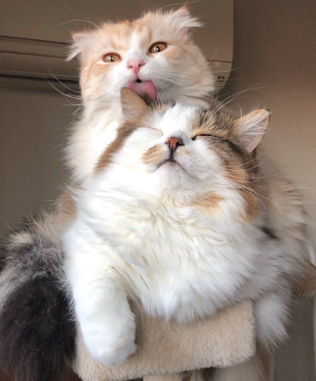 キャットタワーでくつろぐこむぎくん、あずきちくん