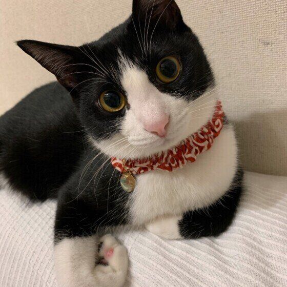 飼い主さんのそばにいる猫