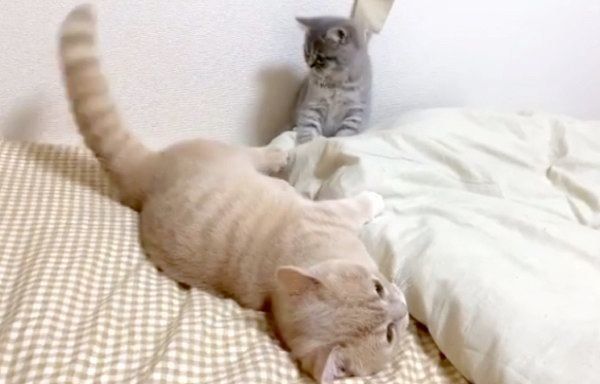 謎の遊びをするむぎくんとあおちゃん