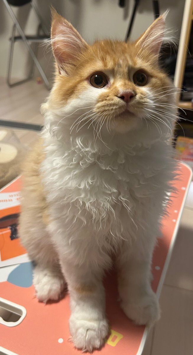 座って飼い主を見るサイベリアン