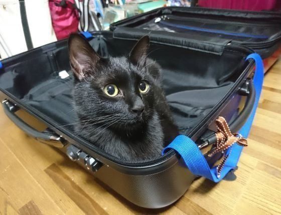 スーツケースに入る黒猫