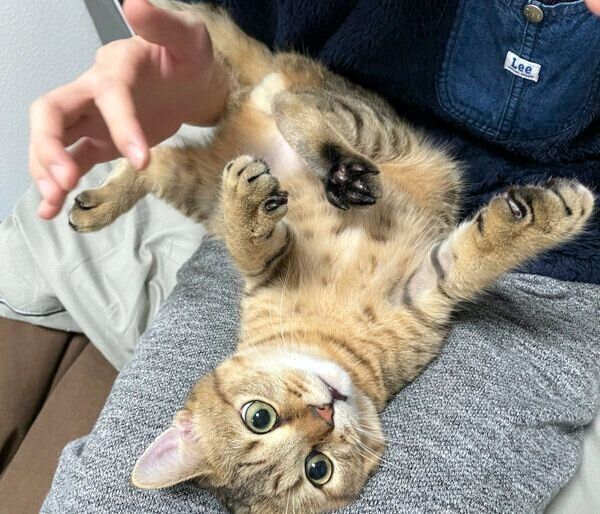 くつろぐみにらくん