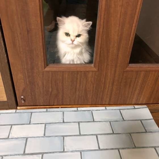 ドアを開けて欲しいと見つめる猫（ペルシャ）