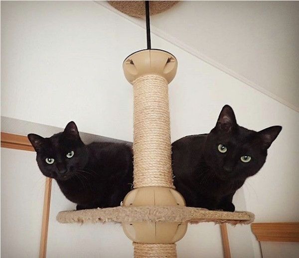 シンクロニャンズ