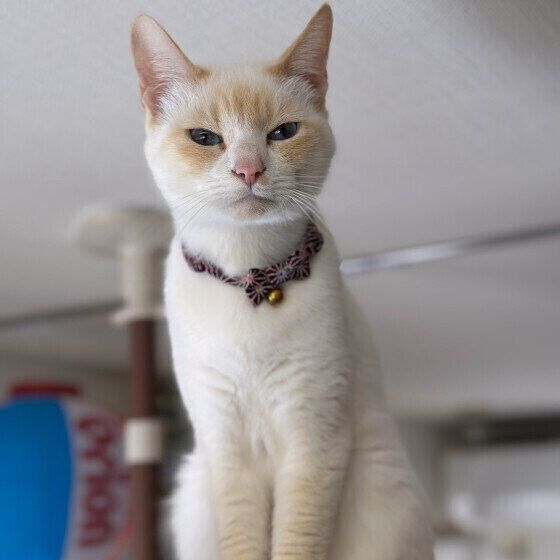 Mix（白）のゆきちゃん