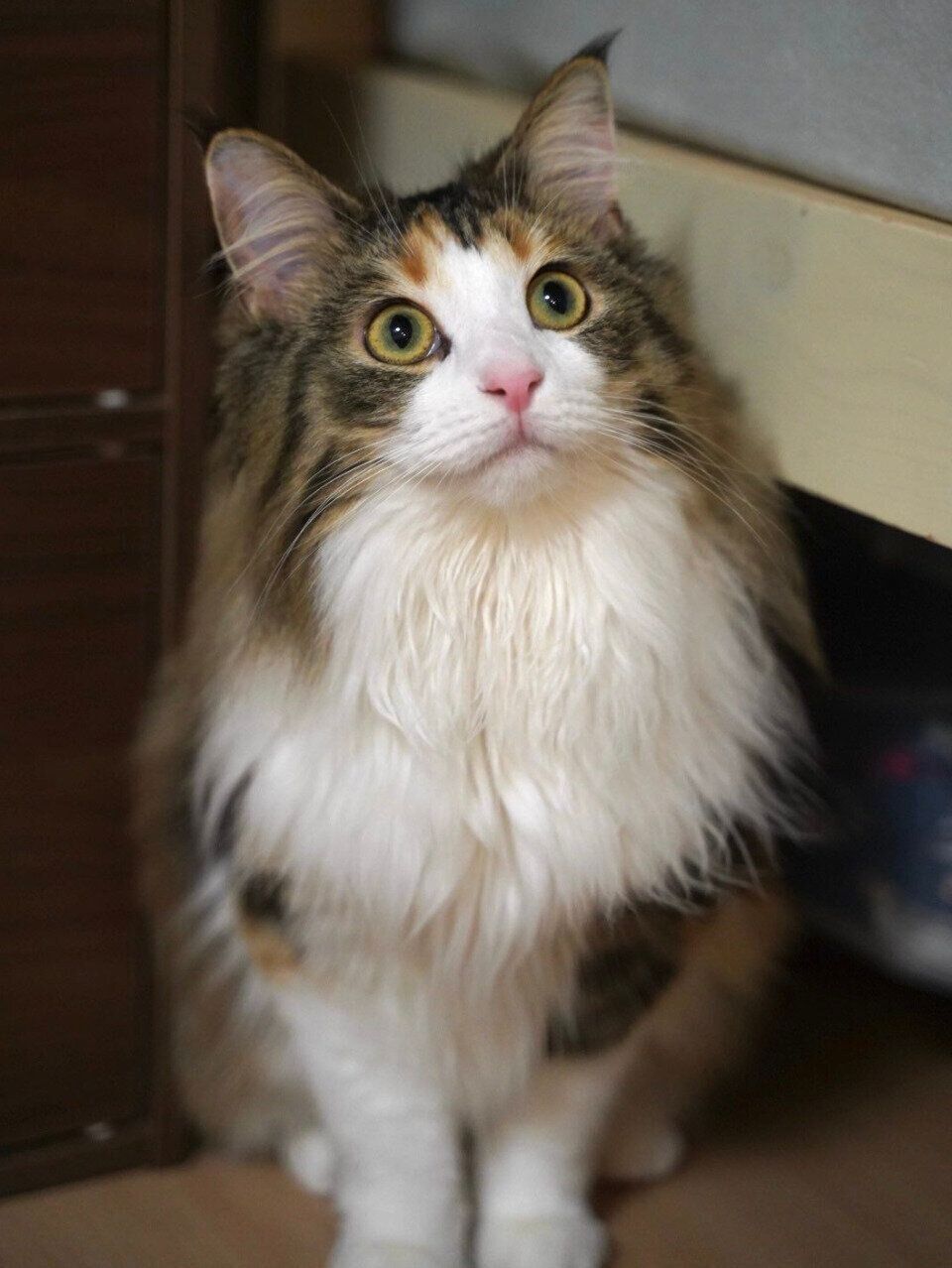 1才になったあんみつちゃん