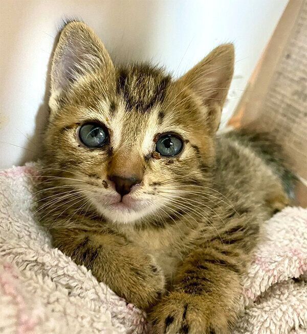 保護した頃のるなちゃん