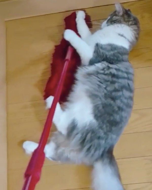 モップで遊ぶノルウェージャンフォレストキャット