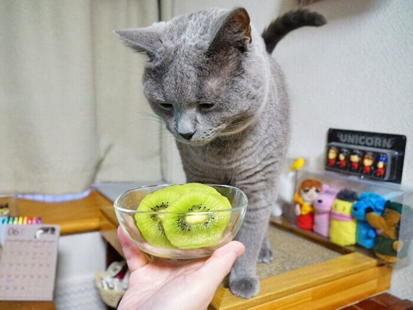 いいニオイ 人間の食べ物 本日もねこ晴れなり Vol 310 ねこのきもちweb Magazine