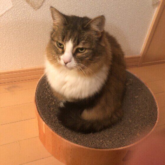 しっぽマフラーをするノルウェージャンフォレストキャット