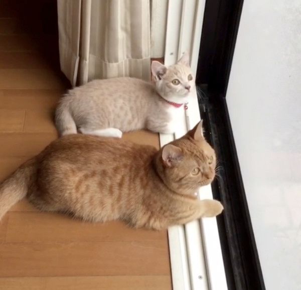 動きがシンクロする猫