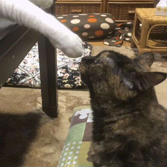 同居猫の前足のニオイをかぐポンちゃん
