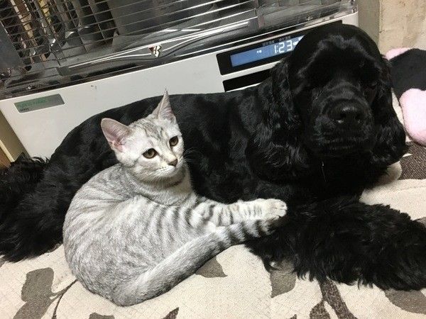 いくつ知っているかニャ 猫を使ったことわざとその由来をご紹介 ねこのきもちweb Magazine